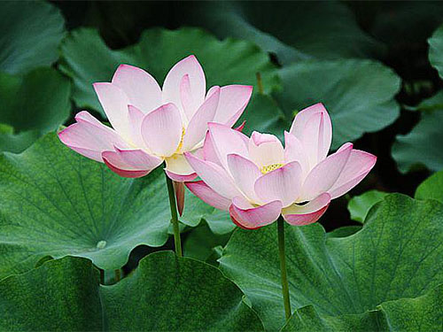 深圳市寶安區(qū)新安睡者家具商行,深圳床墊生產(chǎn),深圳寐棉床墊銷售,深圳沫眠床墊,深圳嬋棉床墊生產(chǎn)哪家好